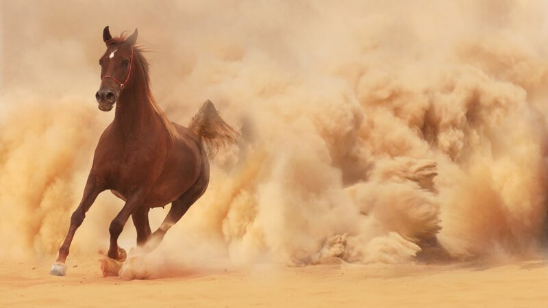 Brown Horse Running — Dynamic, Photograph, Dust, Sand, Saddle