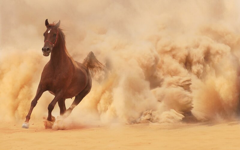 Brown Horse Running — Dynamic, Photograph, Dust, Sand