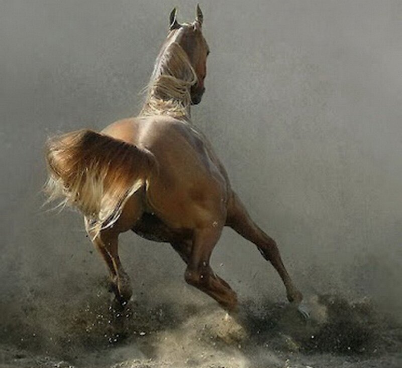 Brown Horse Running — Dynamic, Photograph, Dust, Tail