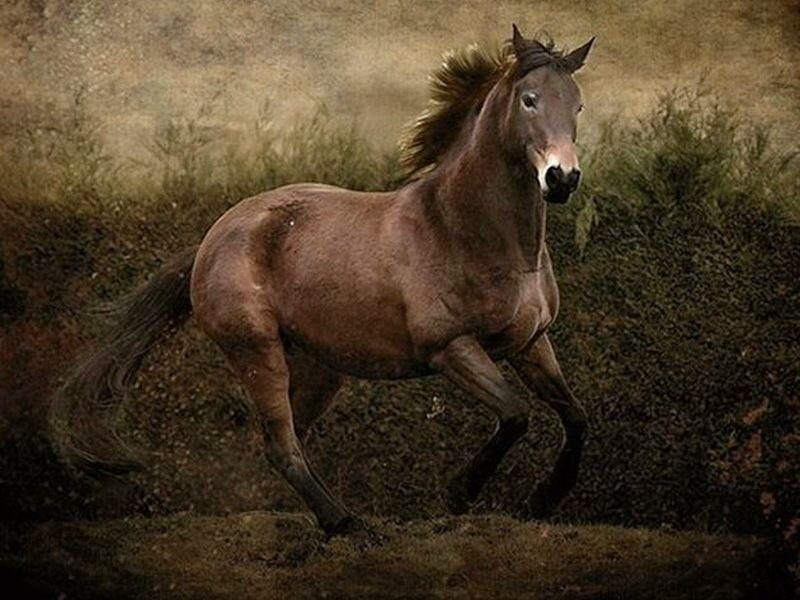 Brown Horse Running — Dynamic, Photograph, Grass, Dirt