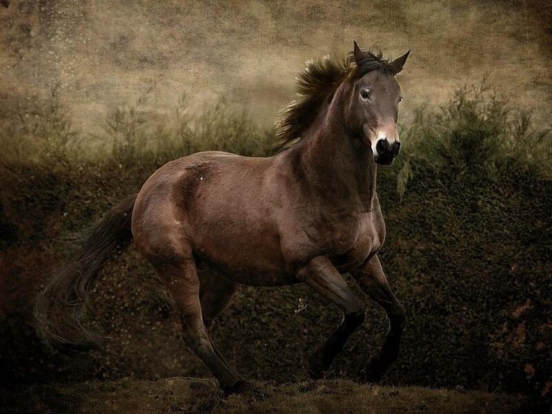 Brown Horse Running — Dynamic, Photograph, Grass