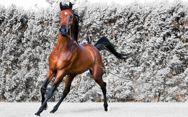 Brown Horse Running — Dynamic, Photograph, Harness