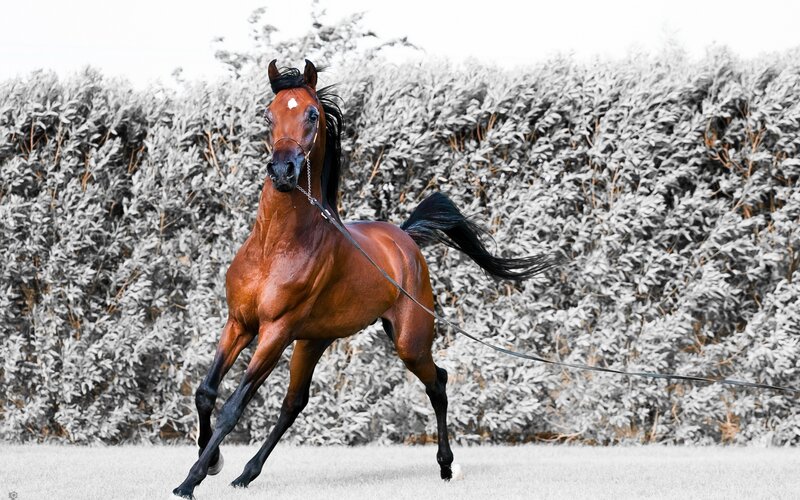 Brown Horse Running — Dynamic, Photograph, Hedge, Grass