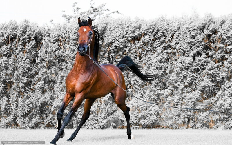 Brown Horse Running — Dynamic, Photograph, Hedge, Reins