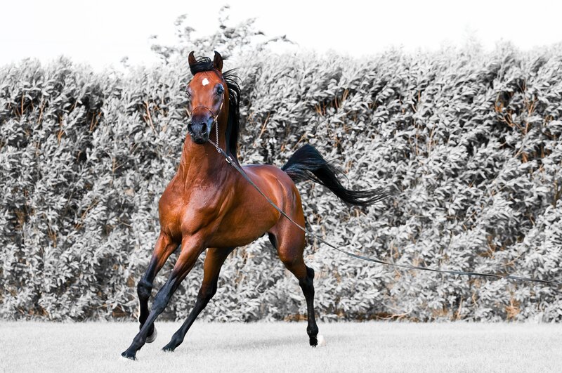 Brown Horse Running — Dynamic, Photograph, Hedge