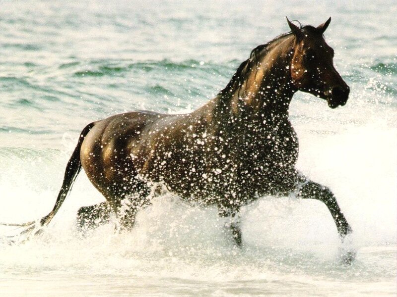 Brown Horse Running — Dynamic, Photograph, Ocean