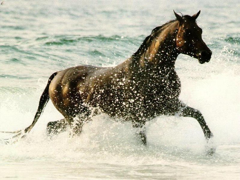 Brown Horse Running — Dynamic, Photograph, Ocean, Waves, White, Blue