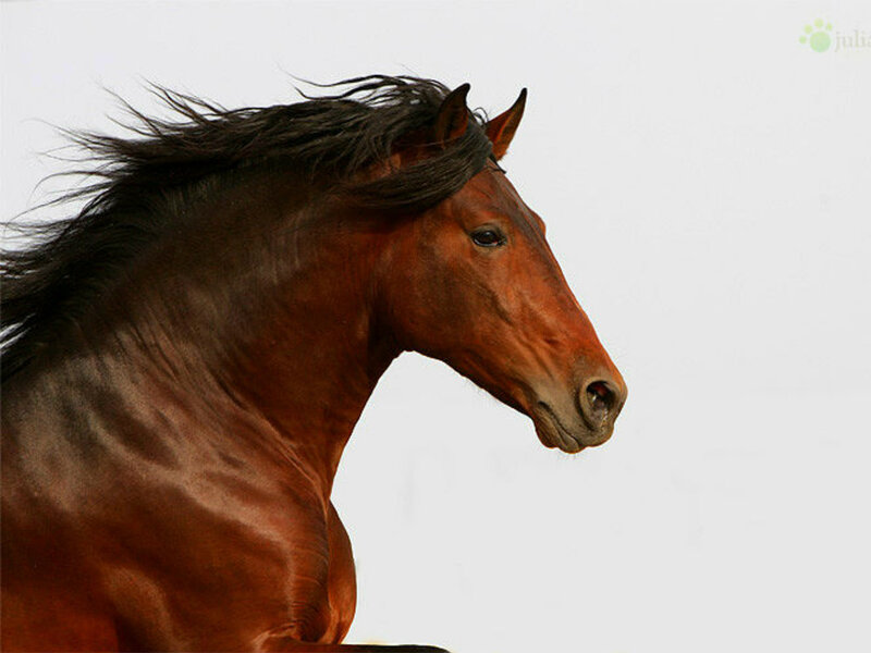 Brown Horse Running — Dynamic, Photograph, Sky