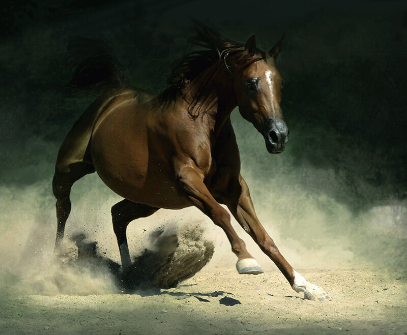 Brown Horse Running — Dynamic, Photograph