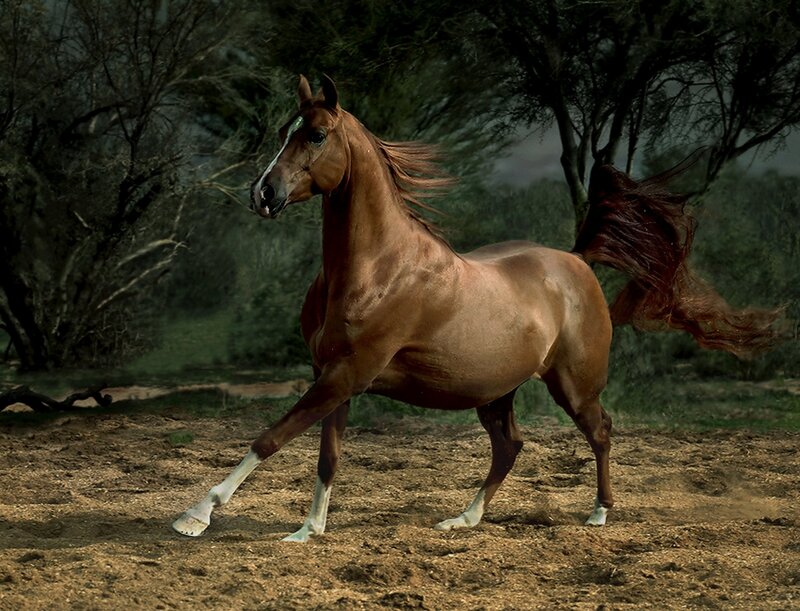 Brown Horse Running — Dynamic, Photograph, Trees, Dirt Ground