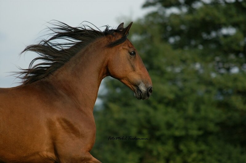 Brown Horse Running — Dynamic, Photograph, Trees