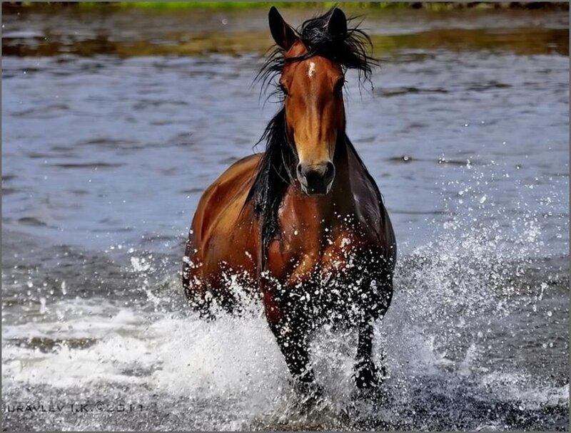 Brown Horse Running — Dynamic, Photograph, Water