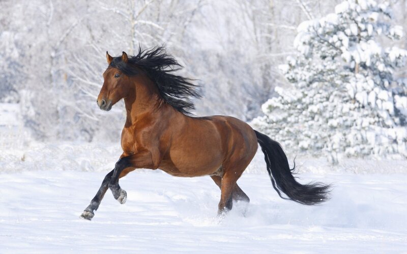 Brown Horse Running — Dynamic, Snow