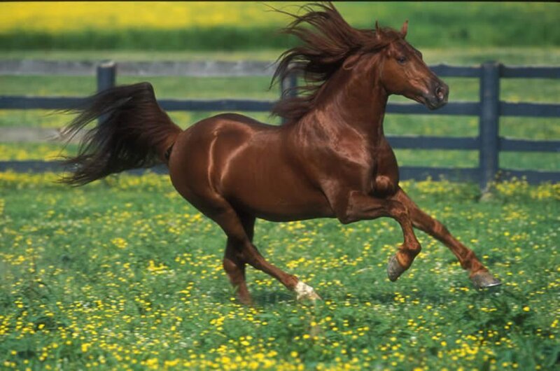 Brown Horse Running — Dynamic, Summer