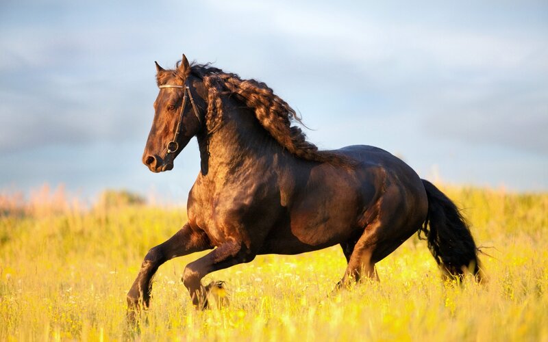 Brown Horse Running — Dynamic, Sunset, Photograph, Field