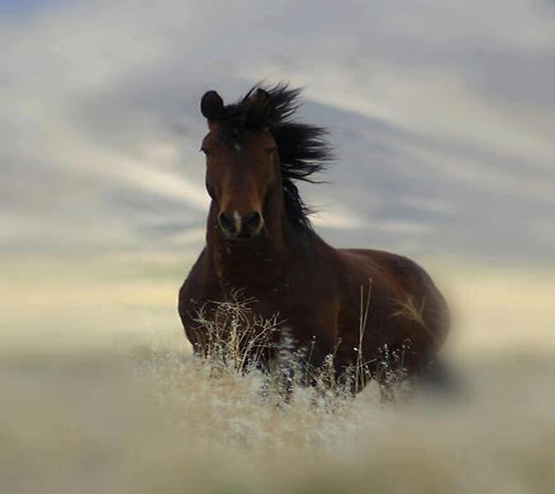 Brown Horse Running — Dynamic, Sunset, Photograph, Grass