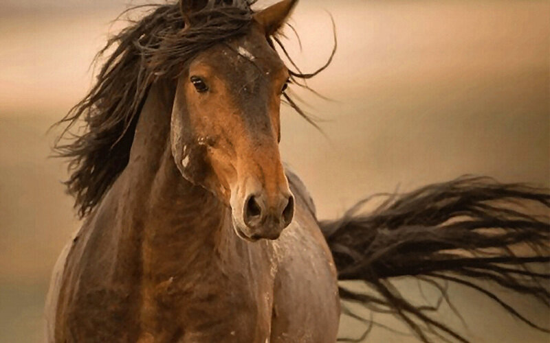 Brown Horse Running — Dynamic, Sunset, Photograph, Mane
