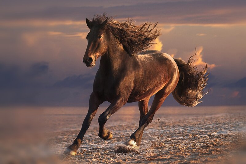 Brown Horse Running — Dynamic, Sunset, Photograph