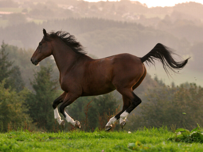 Brown Horse Running — Dynamic, Sunset
