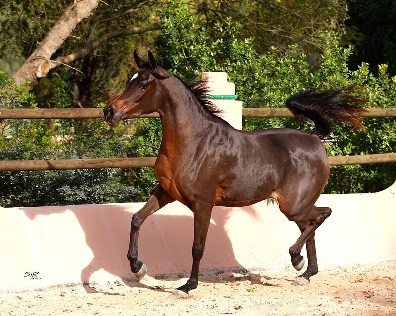 Brown Horse Running — Dynamic