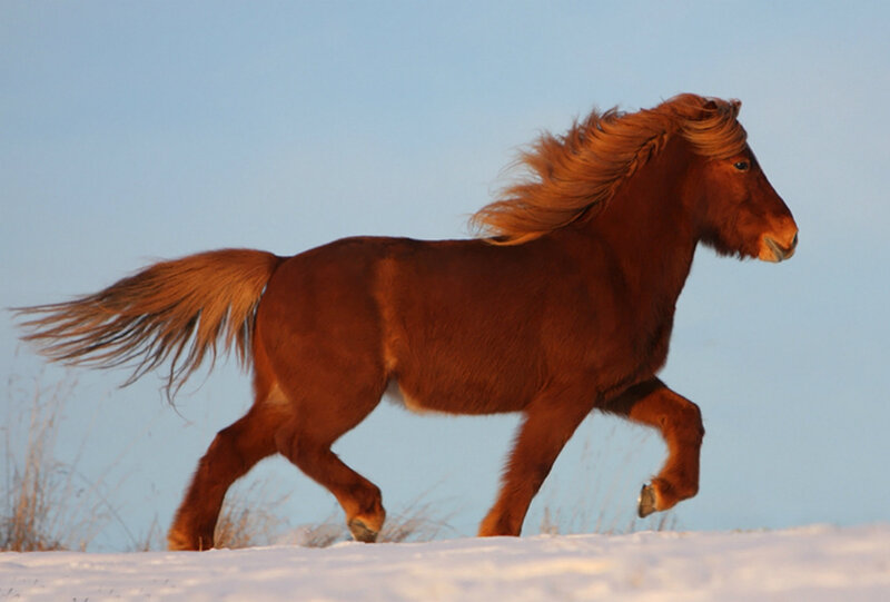 Brown Horse Running — Dynamic, Winter, Photograph, Snow, Sky, Grass
