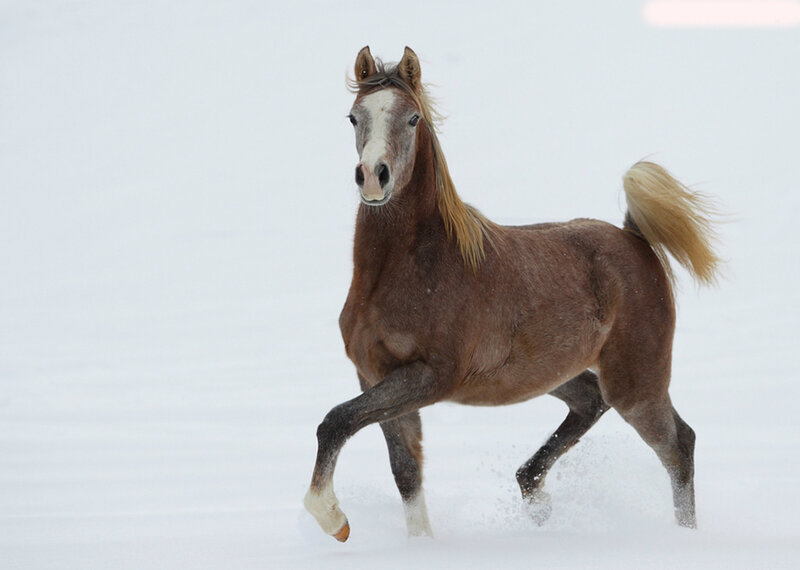 Brown Horse Running — Dynamic, Winter, Photograph, Snow, Tail