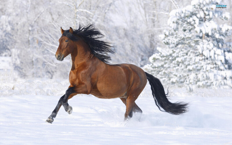 Brown Horse Running — Dynamic, Winter, Photograph, Snow