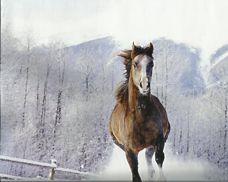 Brown Horse Running — Dynamic, Winter, Photograph, Snow, Trees, Fence