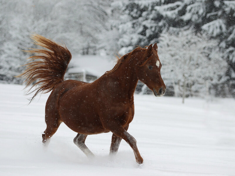 Brown Horse Running — Dynamic, Winter, Photograph, Snow, Trees, Tail