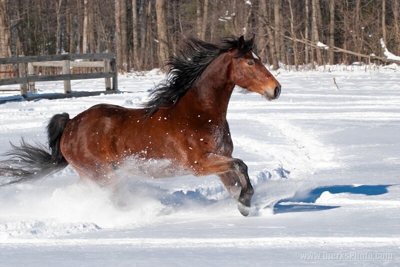 Brown Horse Running — Dynamic, Winter, Photograph, Snow, Trees