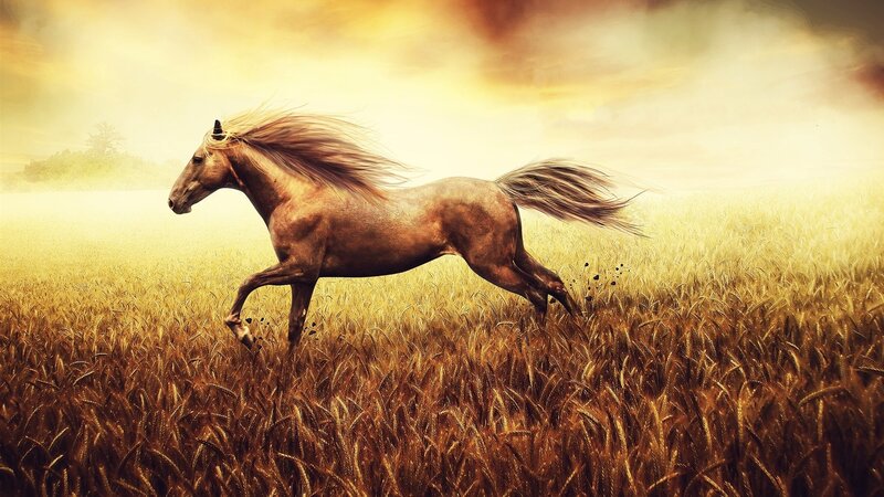 Brown Horse Running — Gold, Dramatic, Sunset, Digital Art, Field, Sky, Grass