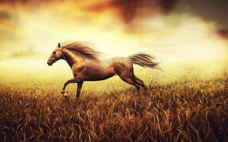 Brown Horse Running — Gold, Dramatic, Sunset