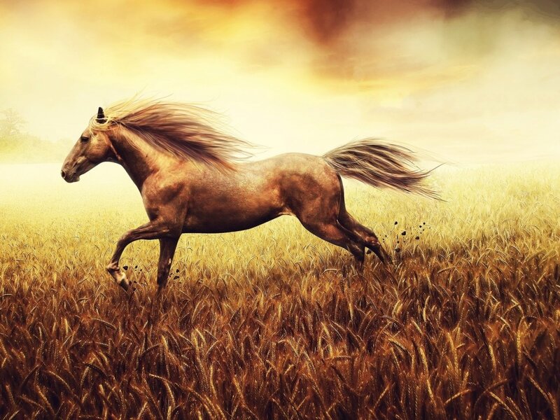 Brown Horse Running — Gold, Dramatic