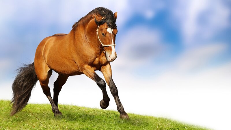 Brown Horse Running — Grass