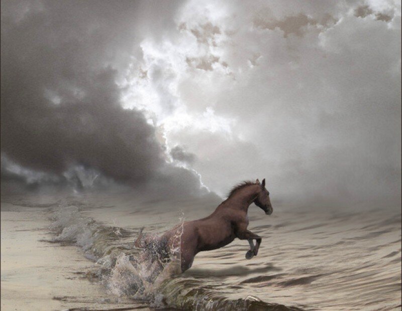Brown Horse Running — Gray