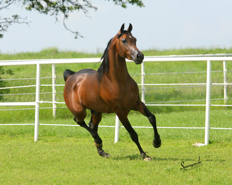 Brown Horse Running — Green, Active, Afternoon, Photograph, Fence, Grass