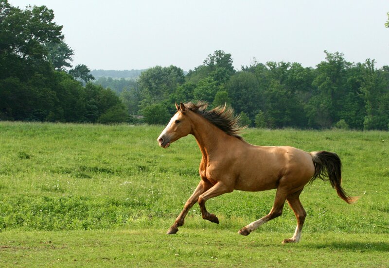 Brown Horse Running — Green, Active, Afternoon, Photograph, Field