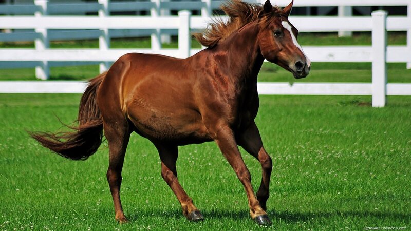 Brown Horse Running — Green, Active, Afternoon, Photograph, Grass Field, White Fence, Tail
