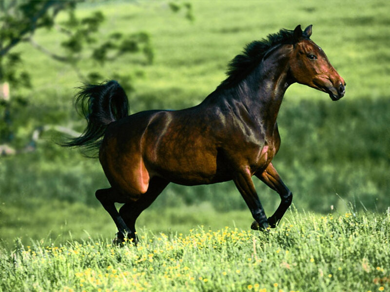 Brown Horse Running — Green, Active, Afternoon, Photograph, Grass, Trees