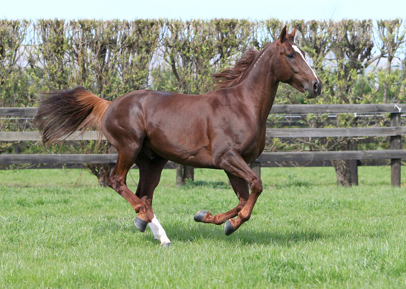 Brown Horse Running — Green, Active, Afternoon, Photograph