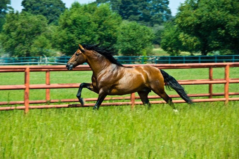 Brown Horse Running — Green, Active, Afternoon