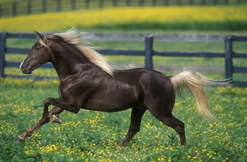 Brown Horse Running — Green, Active, Summer