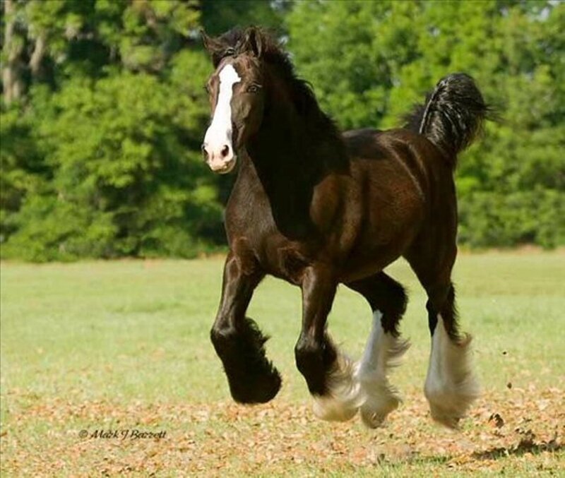 Brown Horse Running — Green, Active