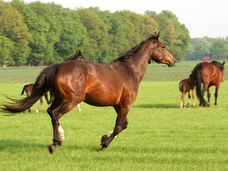 Brown Horse Running — Green, Calm