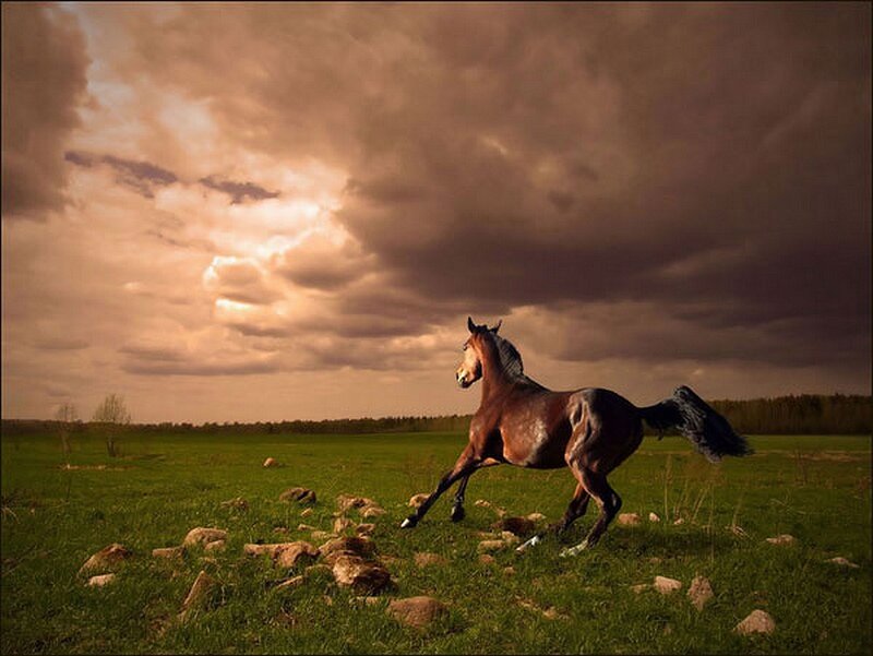 Brown Horse Running — Green, Dramatic