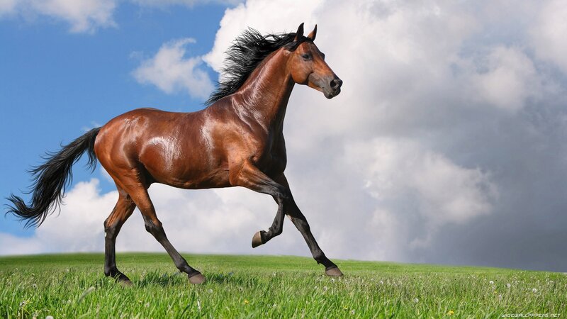 Brown Horse Running — Green, Dynamic, Afternoon, Photograph, Grass Field, Clouds, Sky, Blue