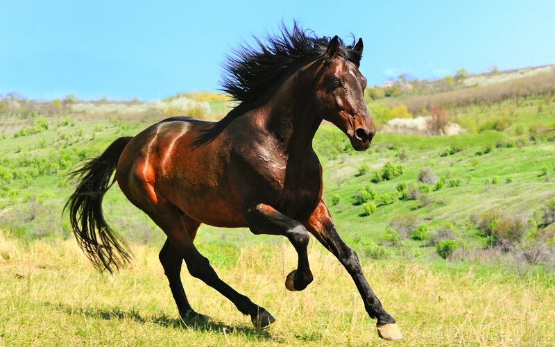 Brown Horse Running — Green, Dynamic, Afternoon, Photograph, Grass Field, Hills
