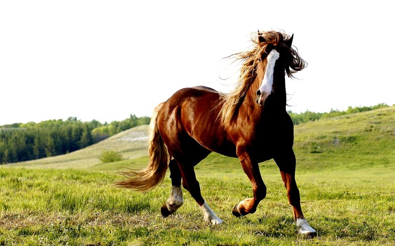 Brown Horse Running — Green, Dynamic, Afternoon, Photograph, Grass Field
