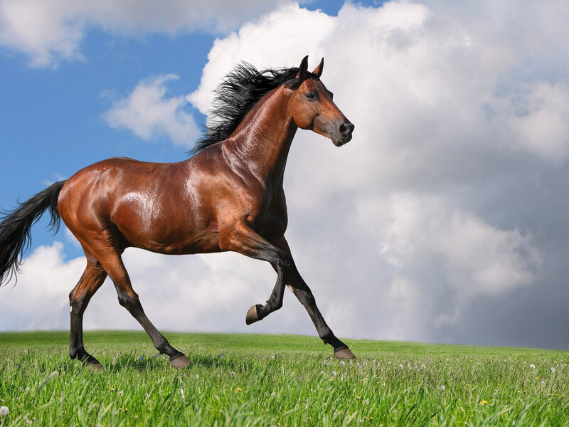 Brown Horse Running — Green, Dynamic, Afternoon, Photograph