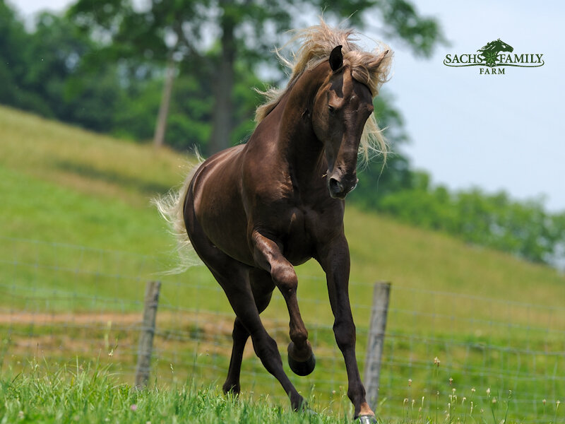 Brown Horse Running — Green, Dynamic, Afternoon